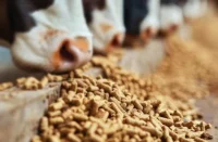 Cattle Feeds Manufacturing